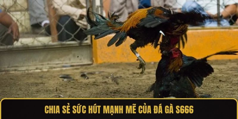 Chia sẻ sức hút mạnh mẽ của đá gà S666