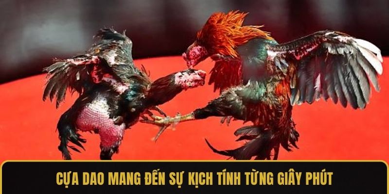 Cựa dao mang đến sự kịch tính từng giây phút