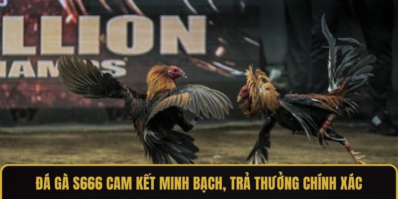 Đá gà S666 cam kết minh bạch, trả thưởng chính xác
