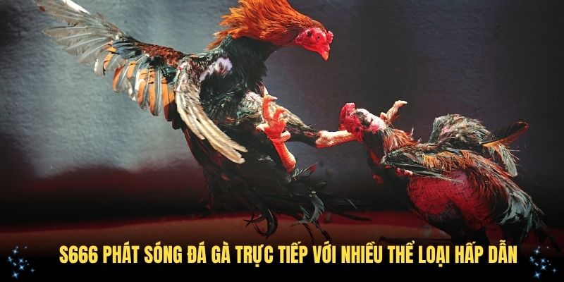 S666 phát sóng đá gà trực tiếp với nhiều thể loại hấp dẫn