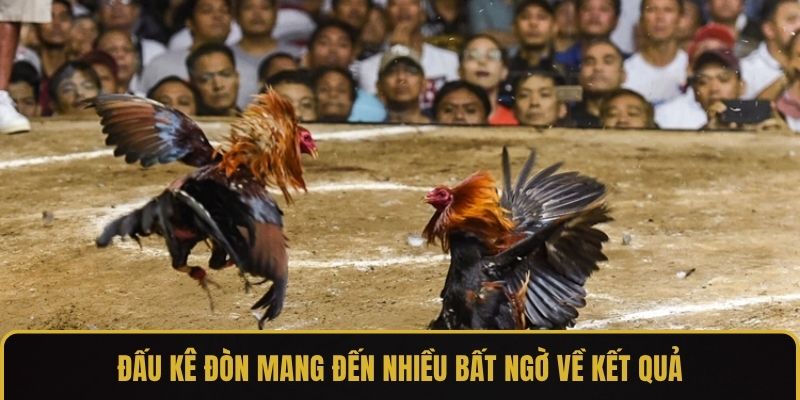 Đấu kê đòn mang đến nhiều bất ngờ về kết quả
