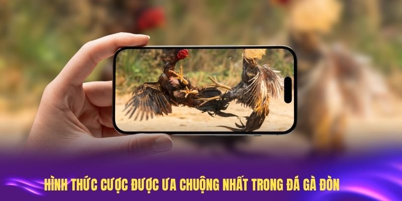 Các hình thức cược được ưa chuộng nhất trong đá gà đòn