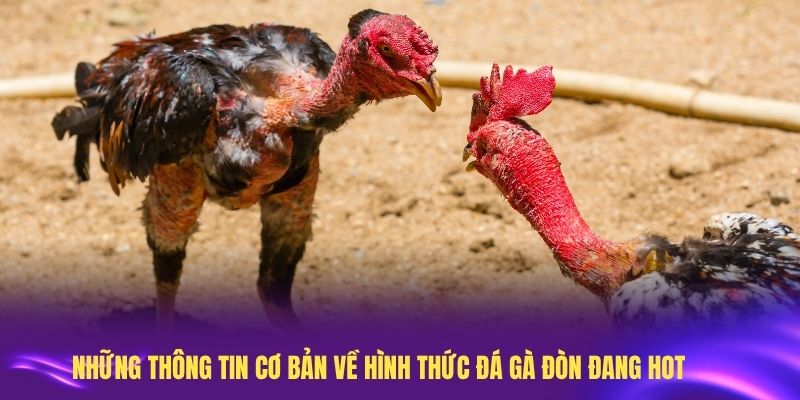 Những thông tin cơ bản về hình thức đá gà đòn đang Hot