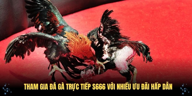 Tham gia đá gà trực tiếp S666 với nhiều ưu đãi hấp dẫn