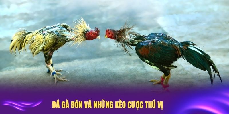Đá Gà Đòn