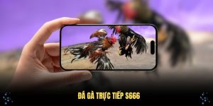 Đá Gà Trực Tiếp