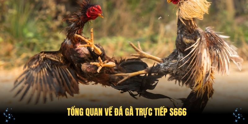 Tổng quan về đá gà trực tiếp S666 với chất lượng đỉnh cao