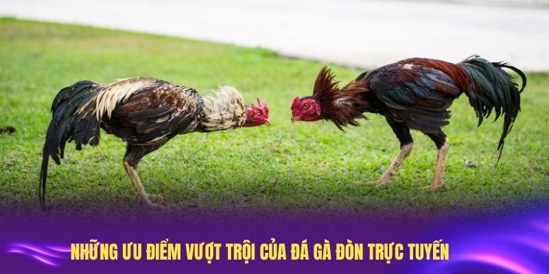 Những ưu điểm vượt trội của đá gà đòn trực tuyến